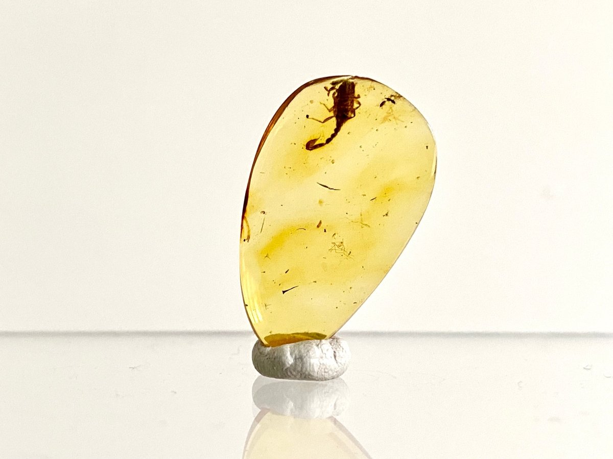 1.11" Burmese Amber with small scorpion species insect - FossilsAndMore