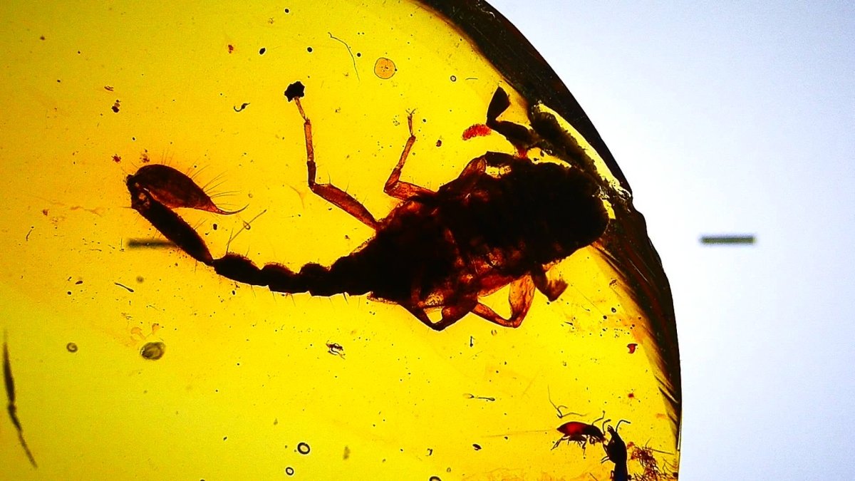 1.11" Burmese Amber with small scorpion species insect - FossilsAndMore