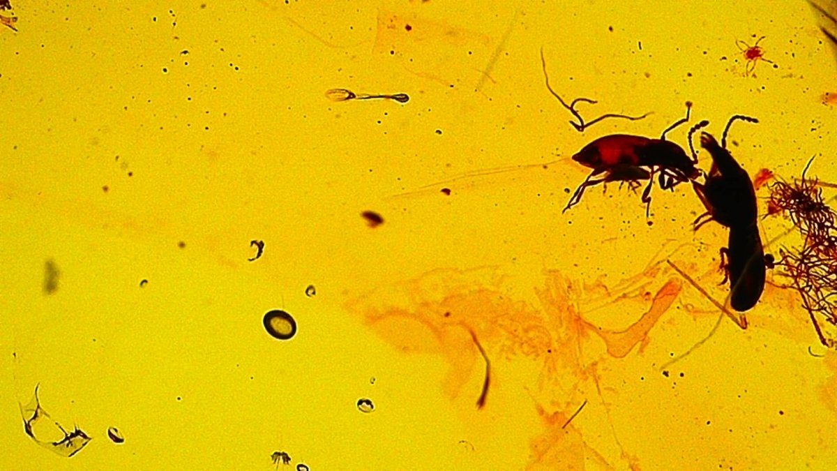1.11" Burmese Amber with small scorpion species insect - FossilsAndMore