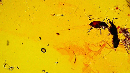 1.11" Burmese Amber with small scorpion species insect - FossilsAndMore