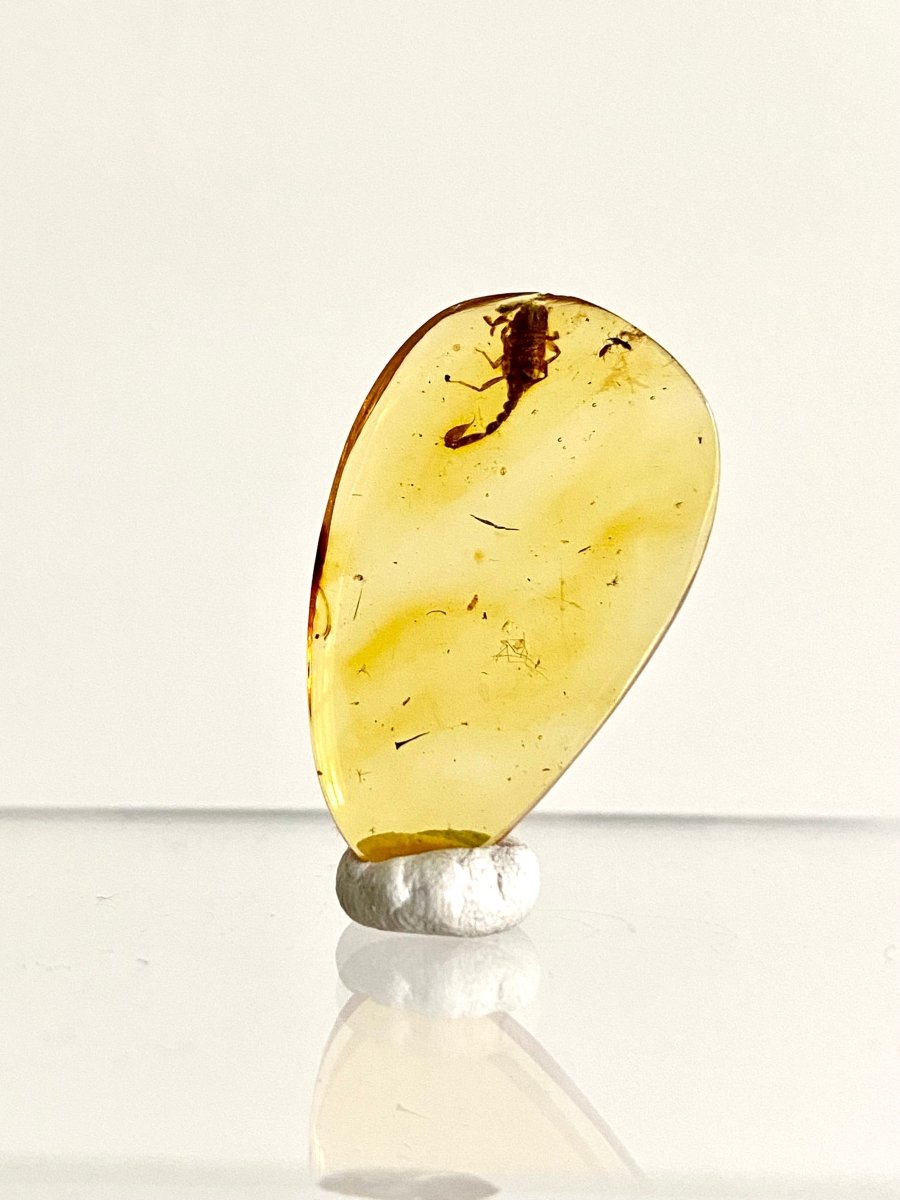 1.11" Burmese Amber with small scorpion species insect - FossilsAndMore