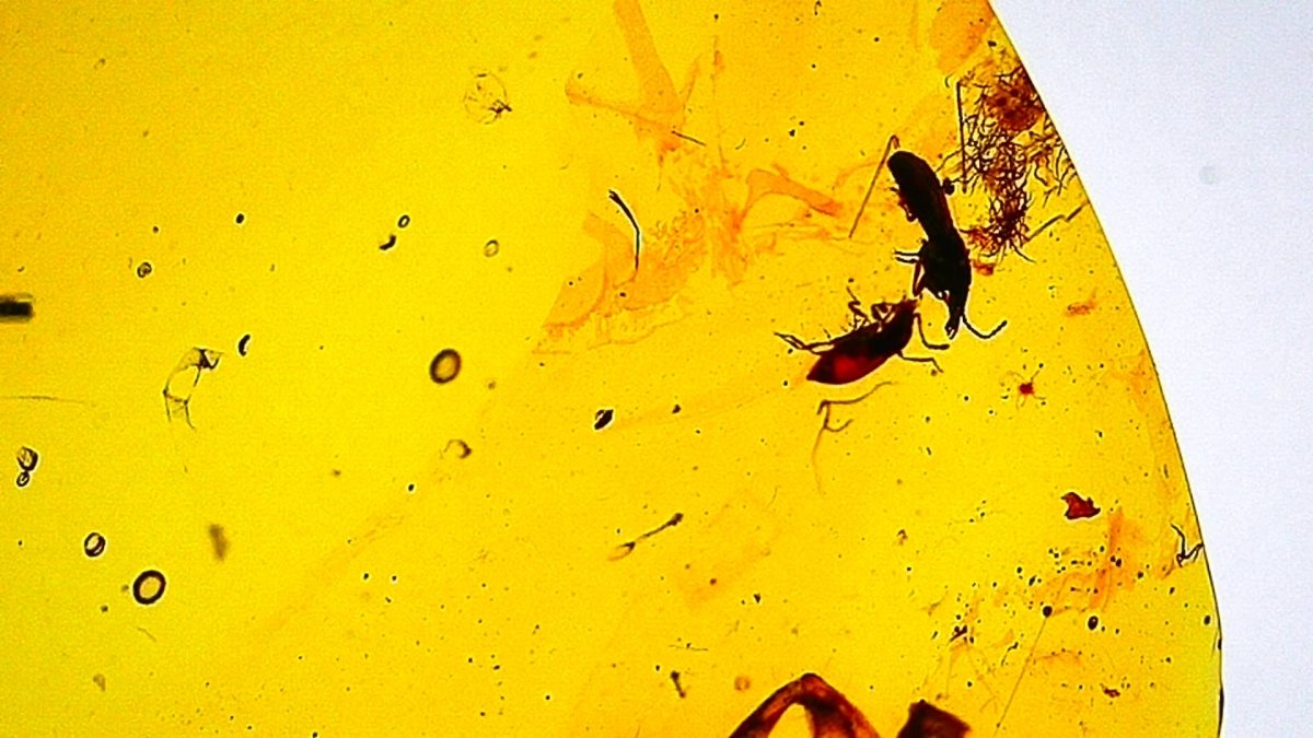 1.11" Burmese Amber with small scorpion species insect - FossilsAndMore