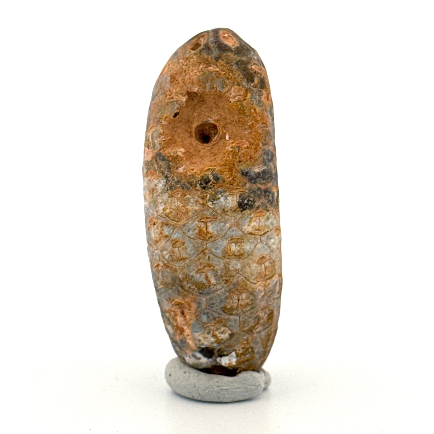Fossiele Pijnappel, Equicalastrobus chinlea (1.80 inch) - Eoceen plantenfossiel uit Marokko