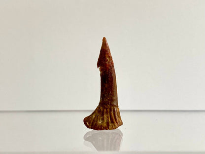 1.15" Fossil sawfish rostraltooth (Onchopristus Numides) - FossilsAndMore