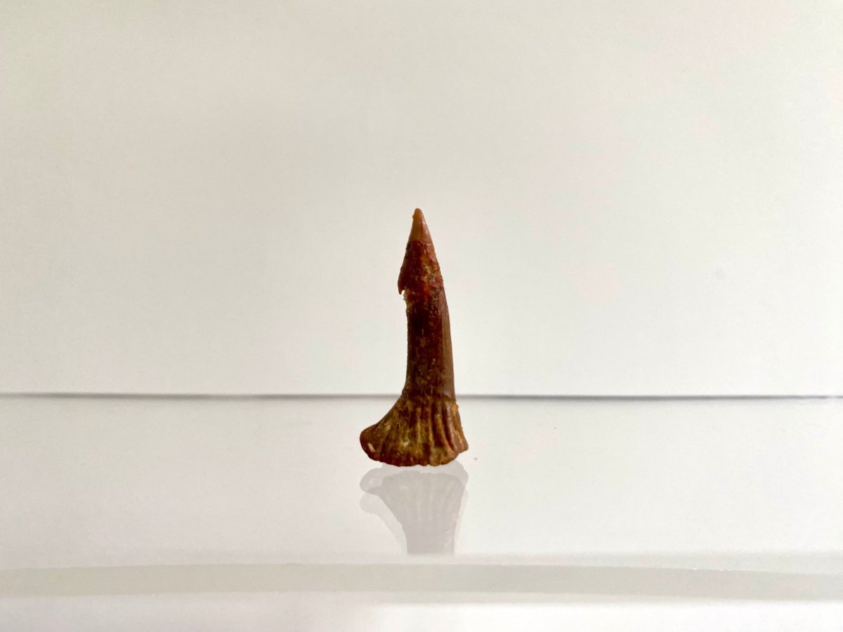 1.15" Fossil sawfish rostraltooth (Onchopristus Numides) - FossilsAndMore