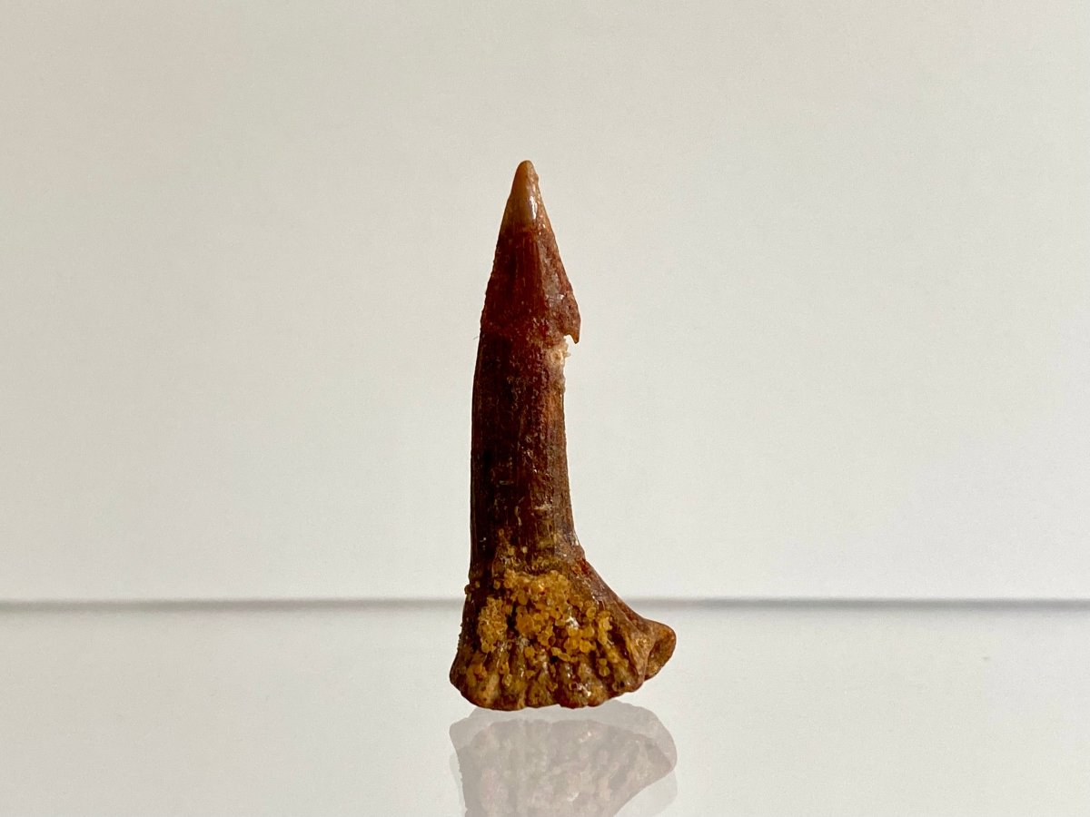 1.15" Fossil sawfish rostraltooth (Onchopristus Numides) - FossilsAndMore
