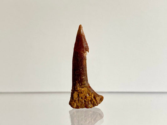 1.15" Fossil sawfish rostraltooth (Onchopristus Numides) - FossilsAndMore