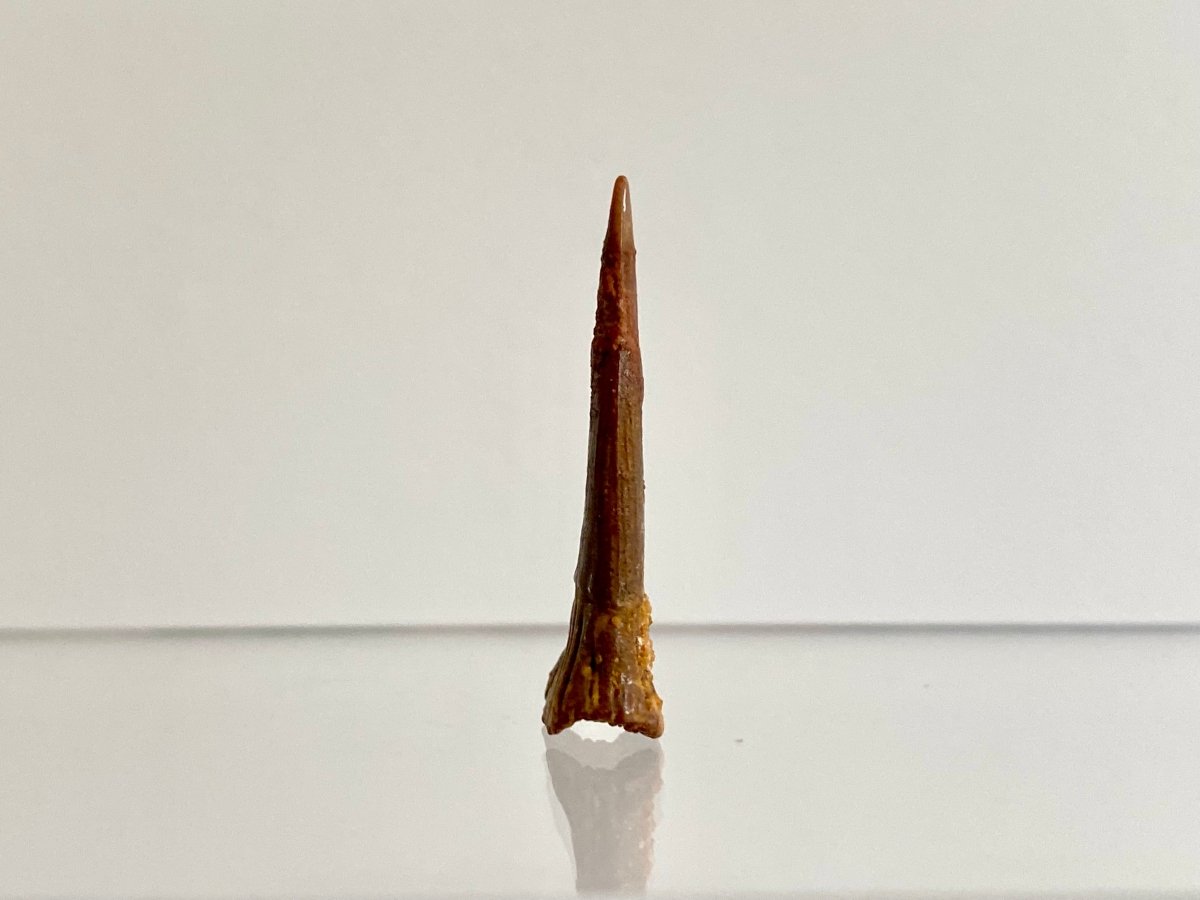 1.15" Fossil sawfish rostraltooth (Onchopristus Numides) - FossilsAndMore