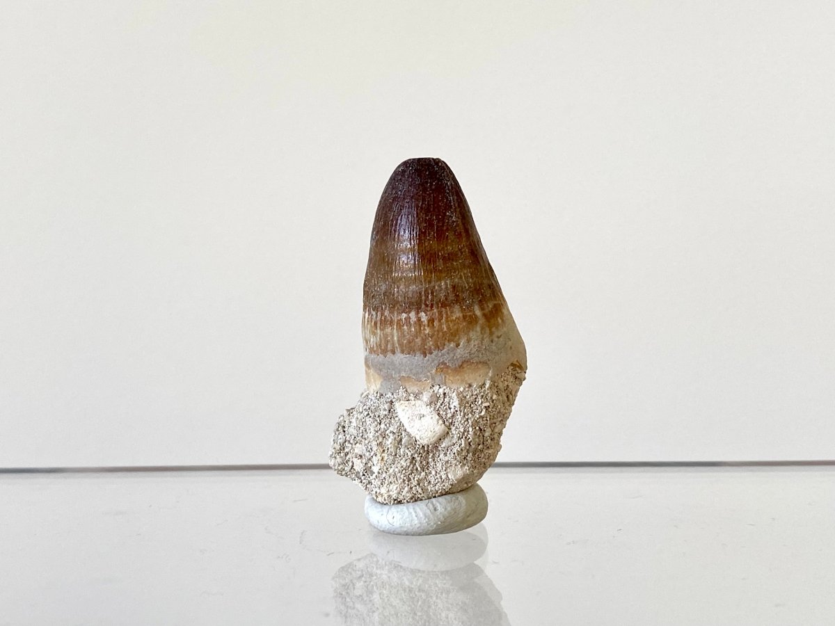 1.15" Maroccosuchus Zennaroi Fossil tooth, Crocodilian - FossilsAndMore