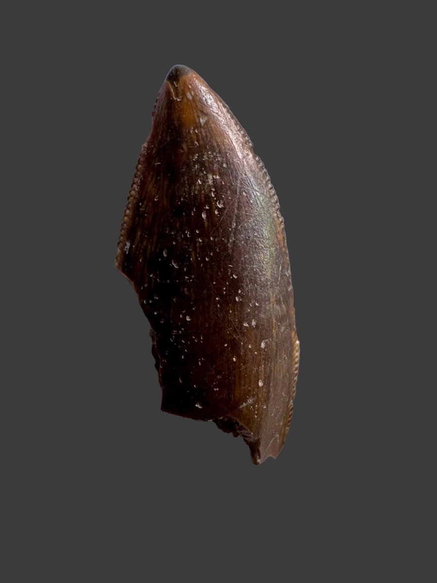 1.16" Large Majungasaurus tooth, Rare theropod dinosaur fossil tooth - FossilsAndMore