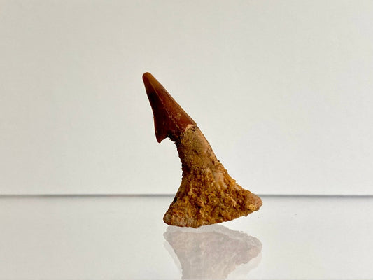 1.23" Fossil sawfish rostraltooth (Onchopristus Numides) - FossilsAndMore