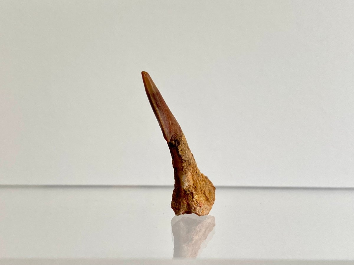 1.23" Fossil sawfish rostraltooth (Onchopristus Numides) - FossilsAndMore