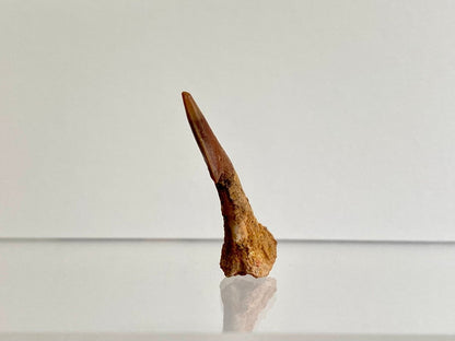 1.23" Fossil sawfish rostraltooth (Onchopristus Numides) - FossilsAndMore