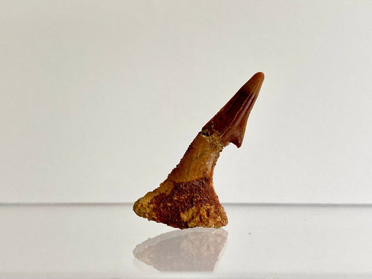 1.23" Fossil sawfish rostraltooth (Onchopristus Numides) - FossilsAndMore