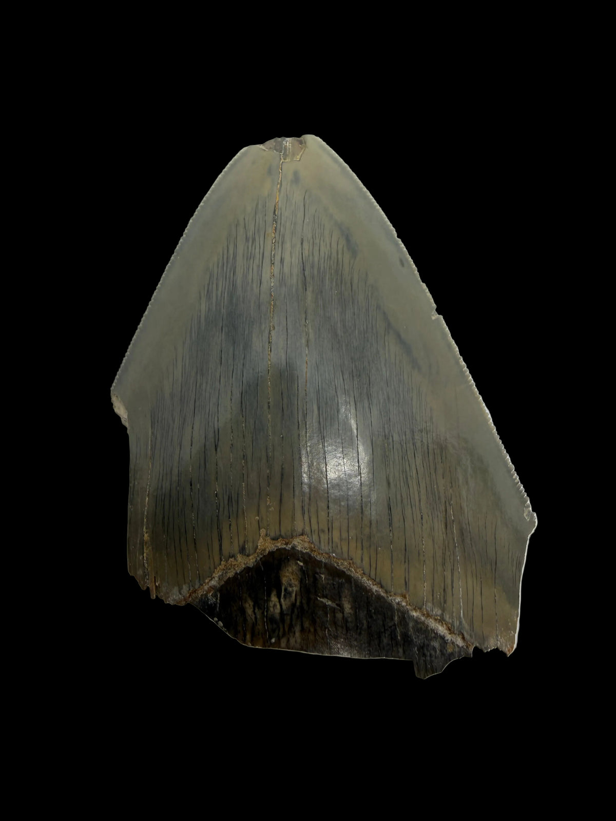 Megalodon Tandfragment uit Indonesië | 3,18 inch