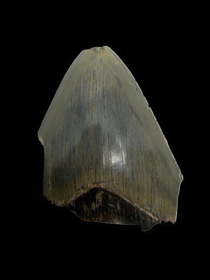 Megalodon Tandfragment uit Indonesië | 3,18 inch