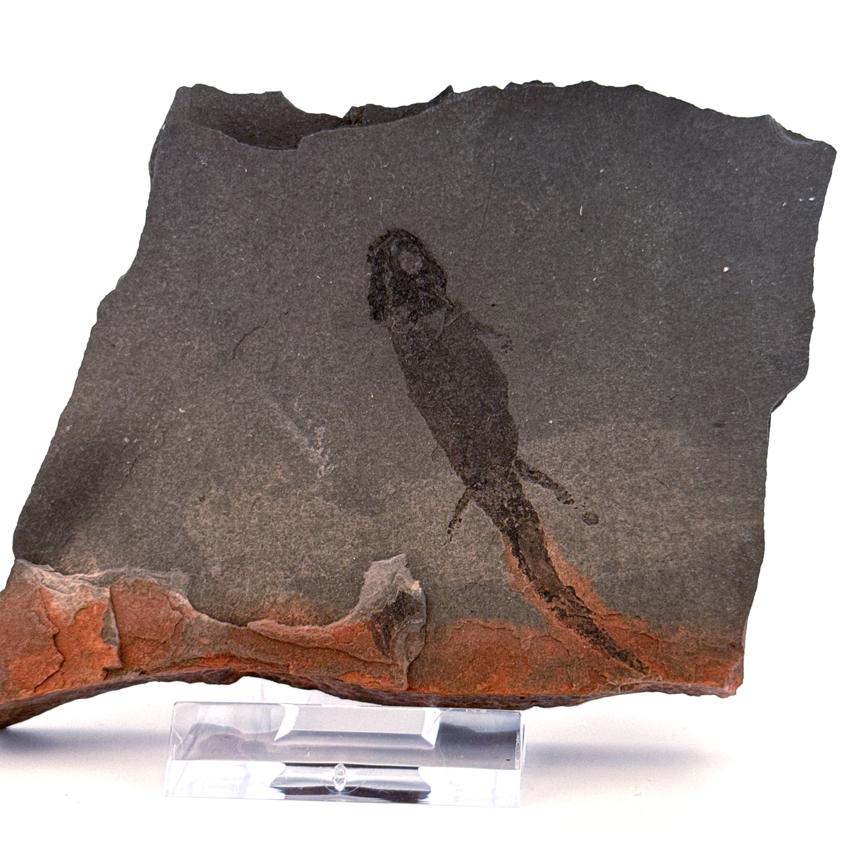 Permisch temnospondyle amfibiefossiel uit Duitsland | 2,36 inch