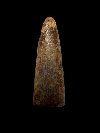Pterosaur fossil tooth from Morocco | 0.98"