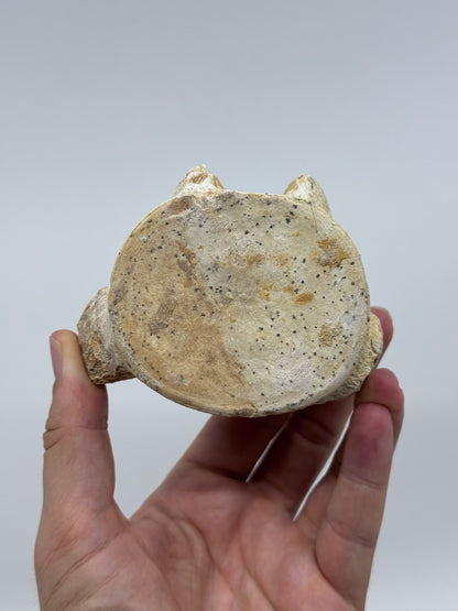 Zarafasaura oceanis Fossiele Wervel (3,96 inch), Plesiosaurus soort uit Marokko