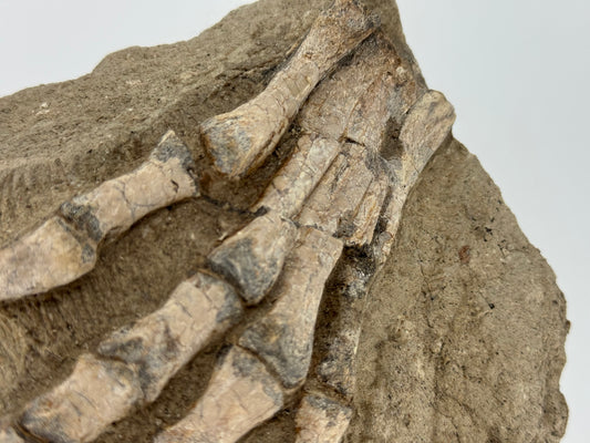 Psittacosaurus poot Vroeg-Krijt fossiel uit China