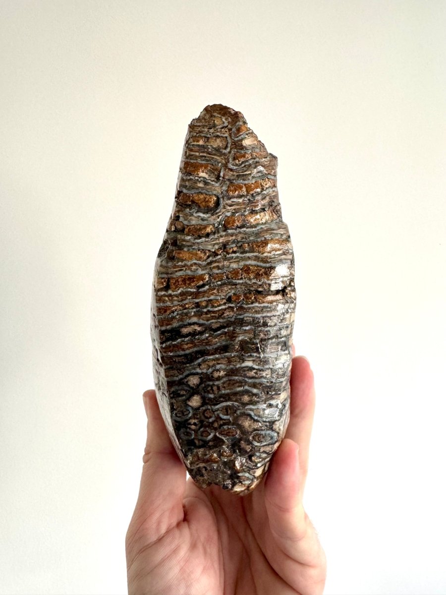 1.5 KG Mammoth Primigenius Molar, Bruine bank, North Sea - FossilsAndMore