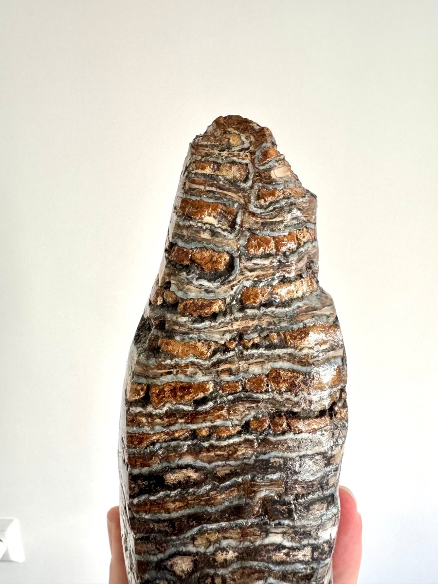 1.5 KG Mammoth Primigenius Molar, Bruine bank, North Sea - FossilsAndMore
