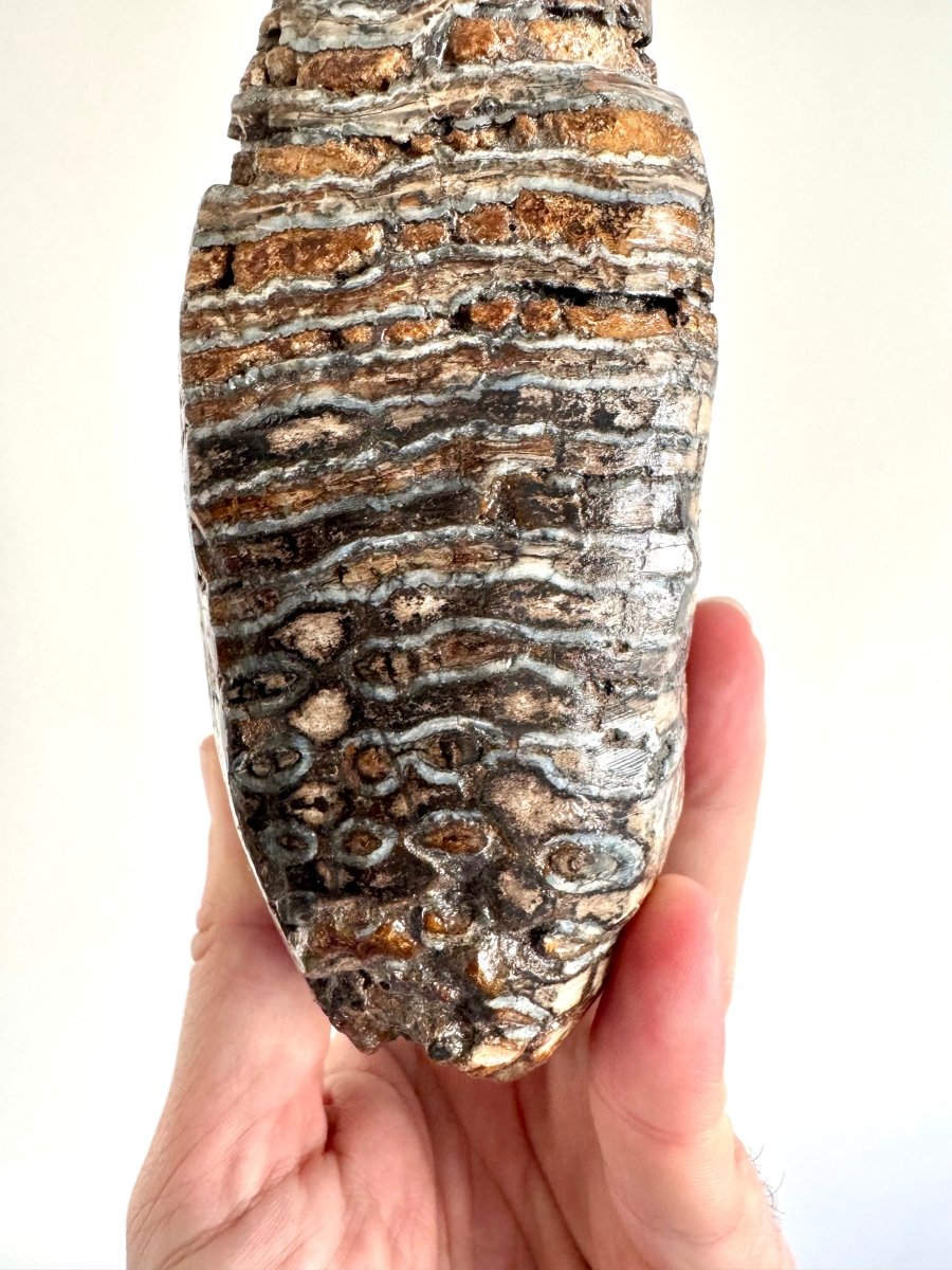 1.5 KG Mammoth Primigenius Molar, Bruine bank, North Sea - FossilsAndMore