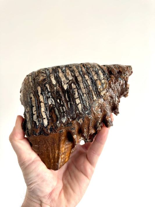 1.5 KG Mammoth Primigenius Molar, Bruine bank, North Sea - FossilsAndMore