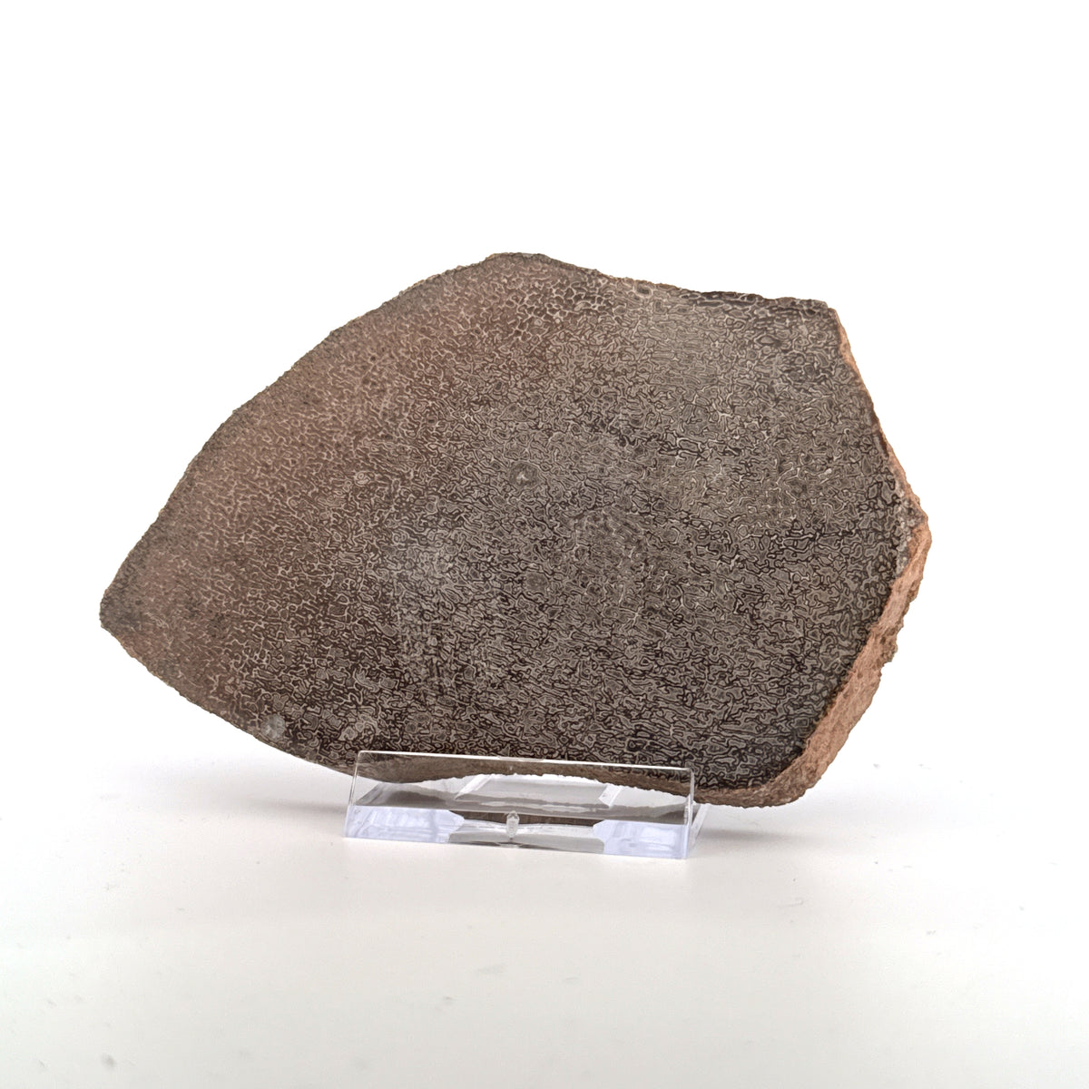 Gepolijst Sauropode Dinosaurusbot uit Jura | 139 Gram