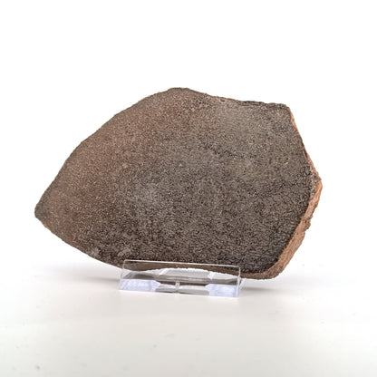 Gepolijst Sauropode Dinosaurusbot uit Jura | 139 Gram