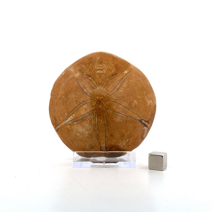 Pygurus Marmonti, zee-egel uit het Jura, Madagaskar (3.05 inch)