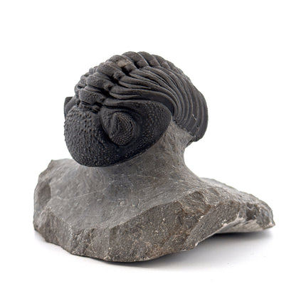 Large Devonian Phacopid Trilobite from Morocco | 2.90"