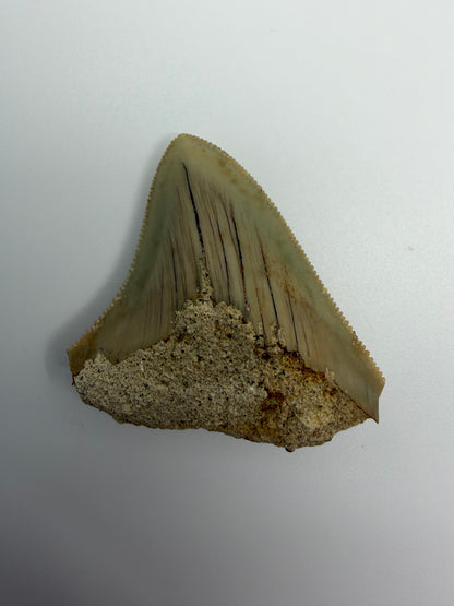 Megalodon Tandfragment uit Indonesië | 1,75 inch