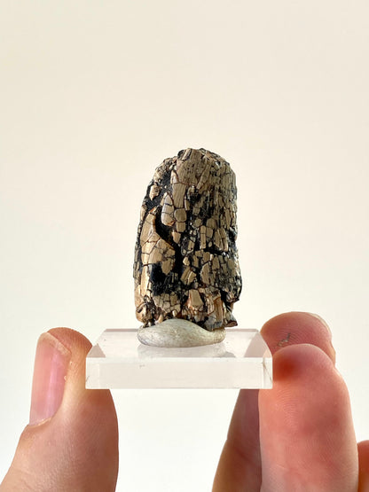 Fossiele dinosaurustand van Afrovenator abakensis (1,25 inch) - Jura, Niger