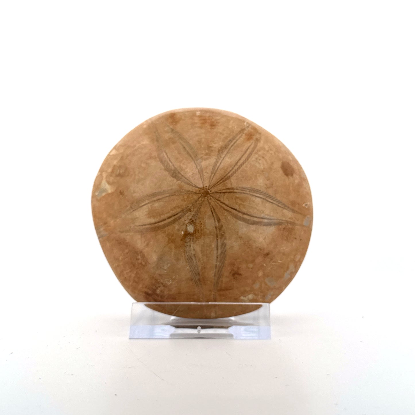 Pygurus Marmonti, zee-egel uit het Jura, Madagaskar (2.81 inch)