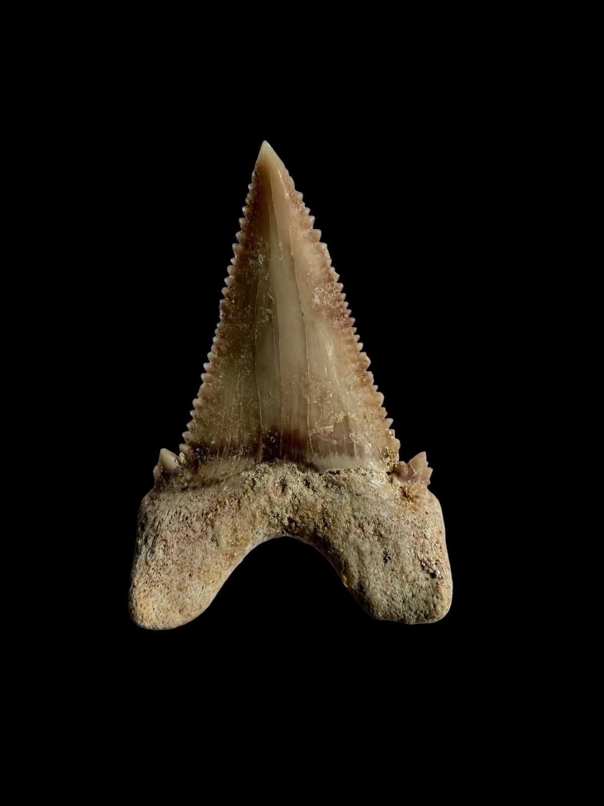 Palaeocarcharodon orientalis haaientand fossiel uit Marokko | 1,34 inch