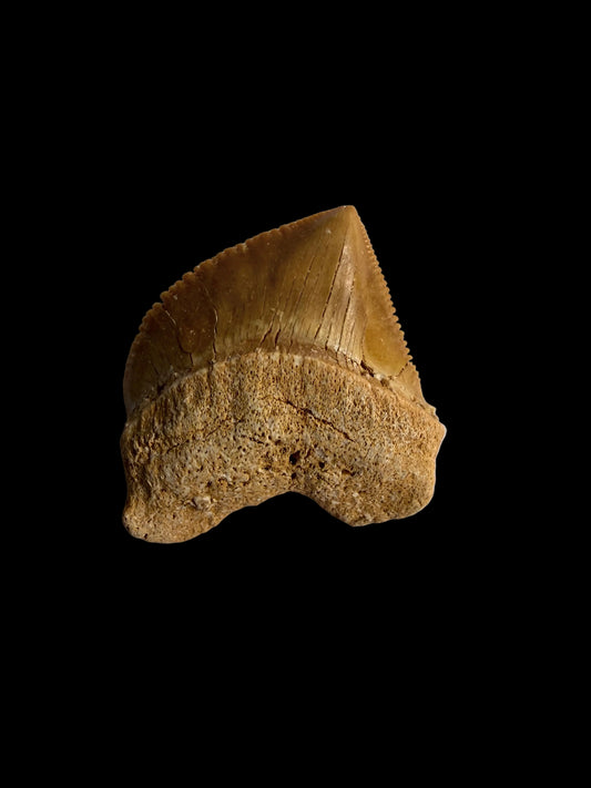 Squalicorax pristodontus shark tooth fossil from Morocco | 1.14"
