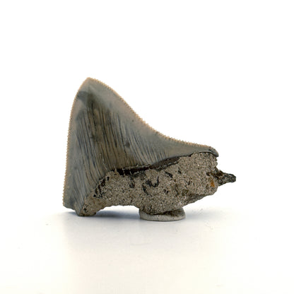Megalodon Tandfragment uit Indonesië | 2,08 inch