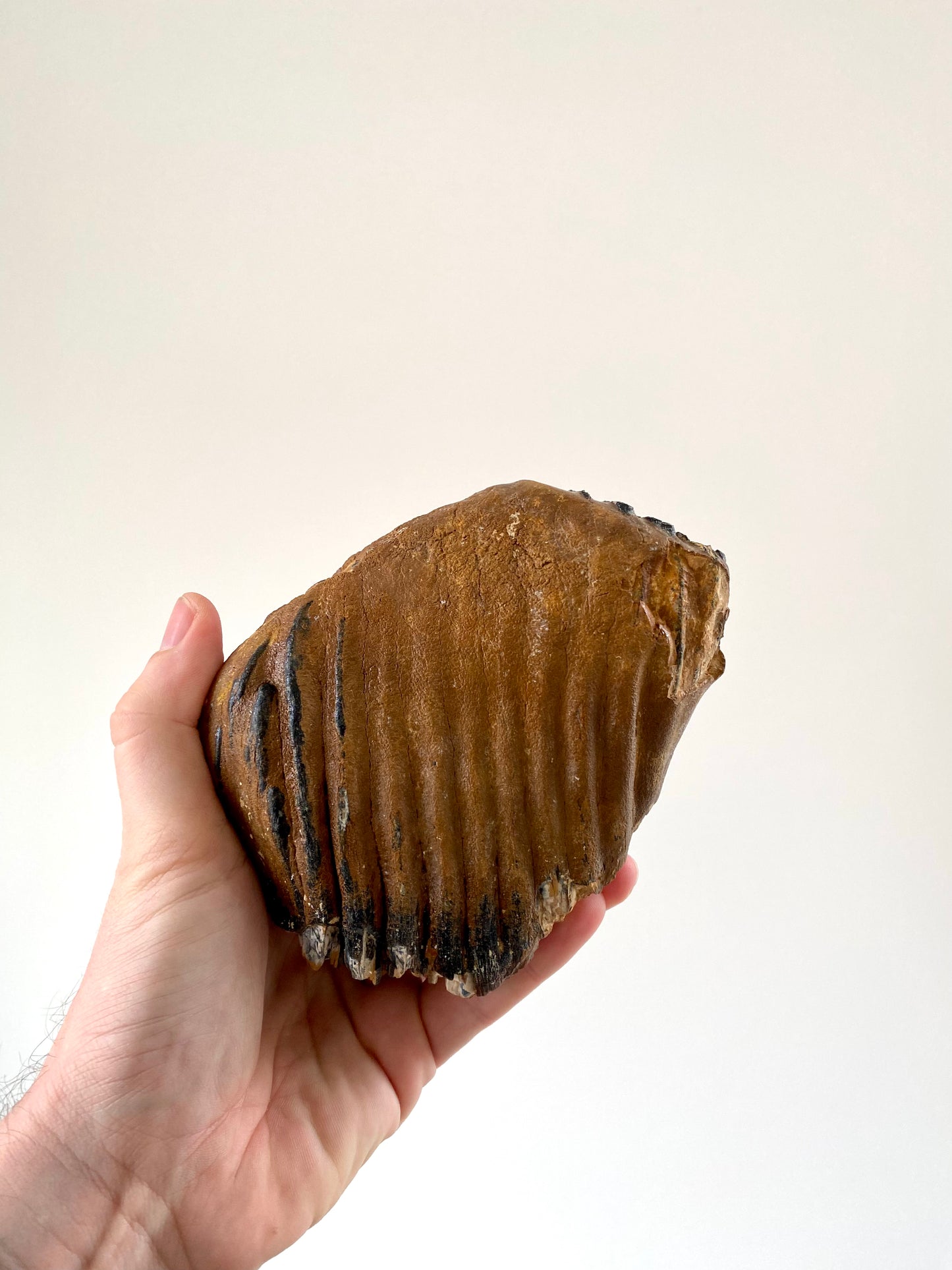 Mammoetkies Primigenius (5,50 inch) - Pleistoceen, Holland