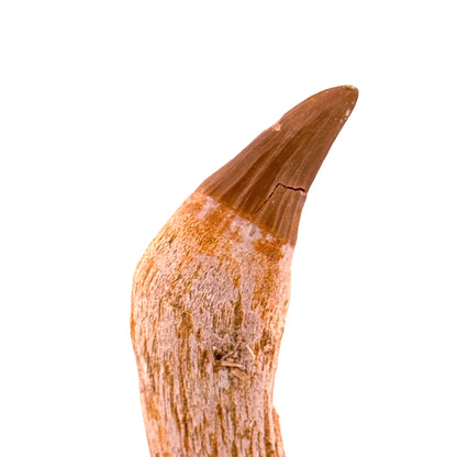 Gavialimimus almaghribensis Mosasaurus tand, Laat Krijt, Marokko (2.29 inch)
