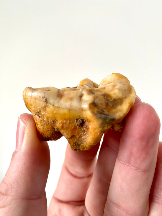 Cave Bear, Ursus Spelaeus fossil molar (1.92") - Pleistocene, Romania