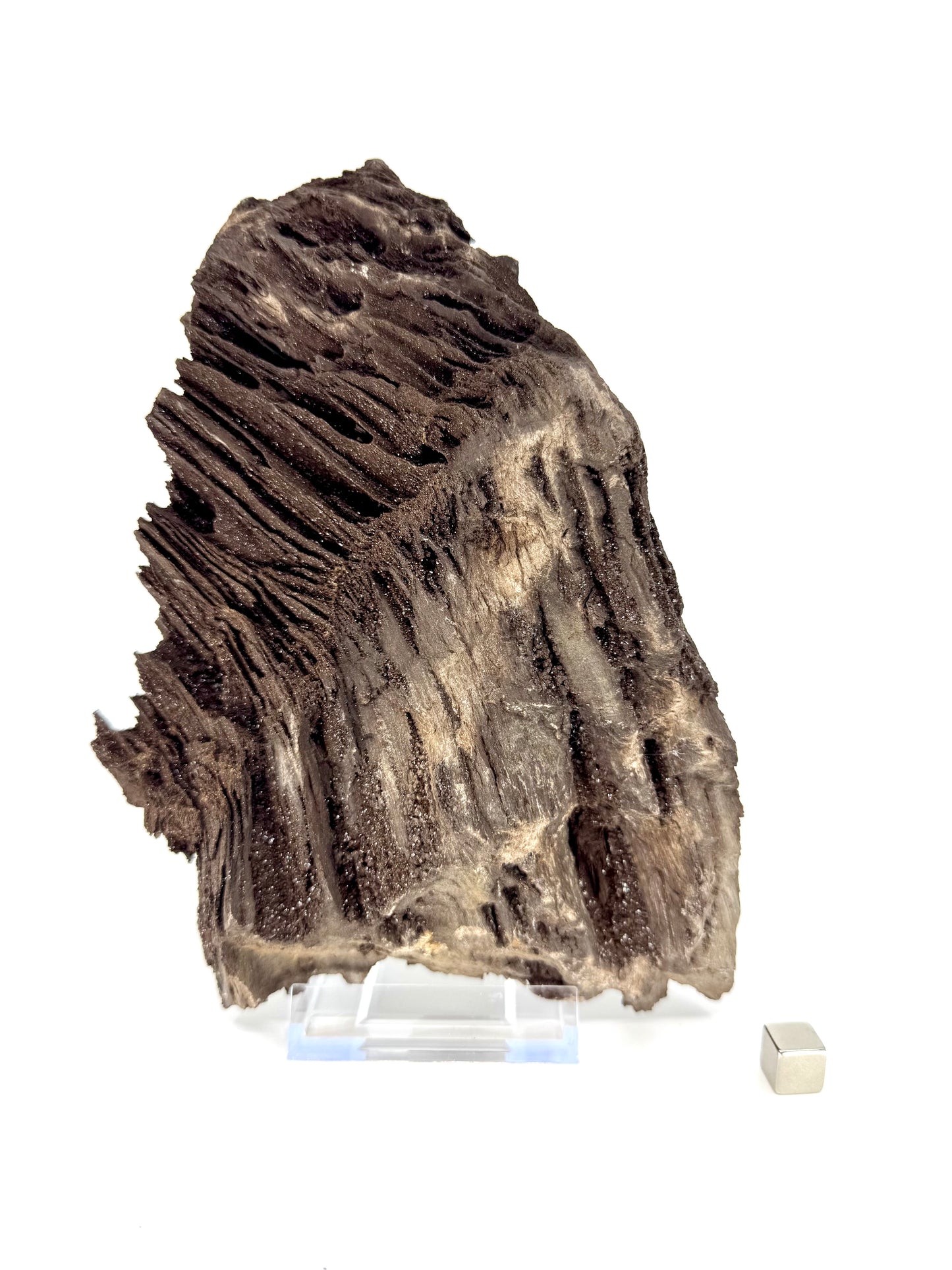 Large Permineralized Wood Covered In Druzy Quartz from Germany (919 Grams)