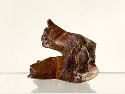 2.01" Coelodonta species Molar - FossilsAndMore