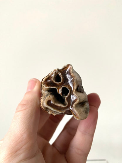 2.01" Coelodonta species Molar - FossilsAndMore