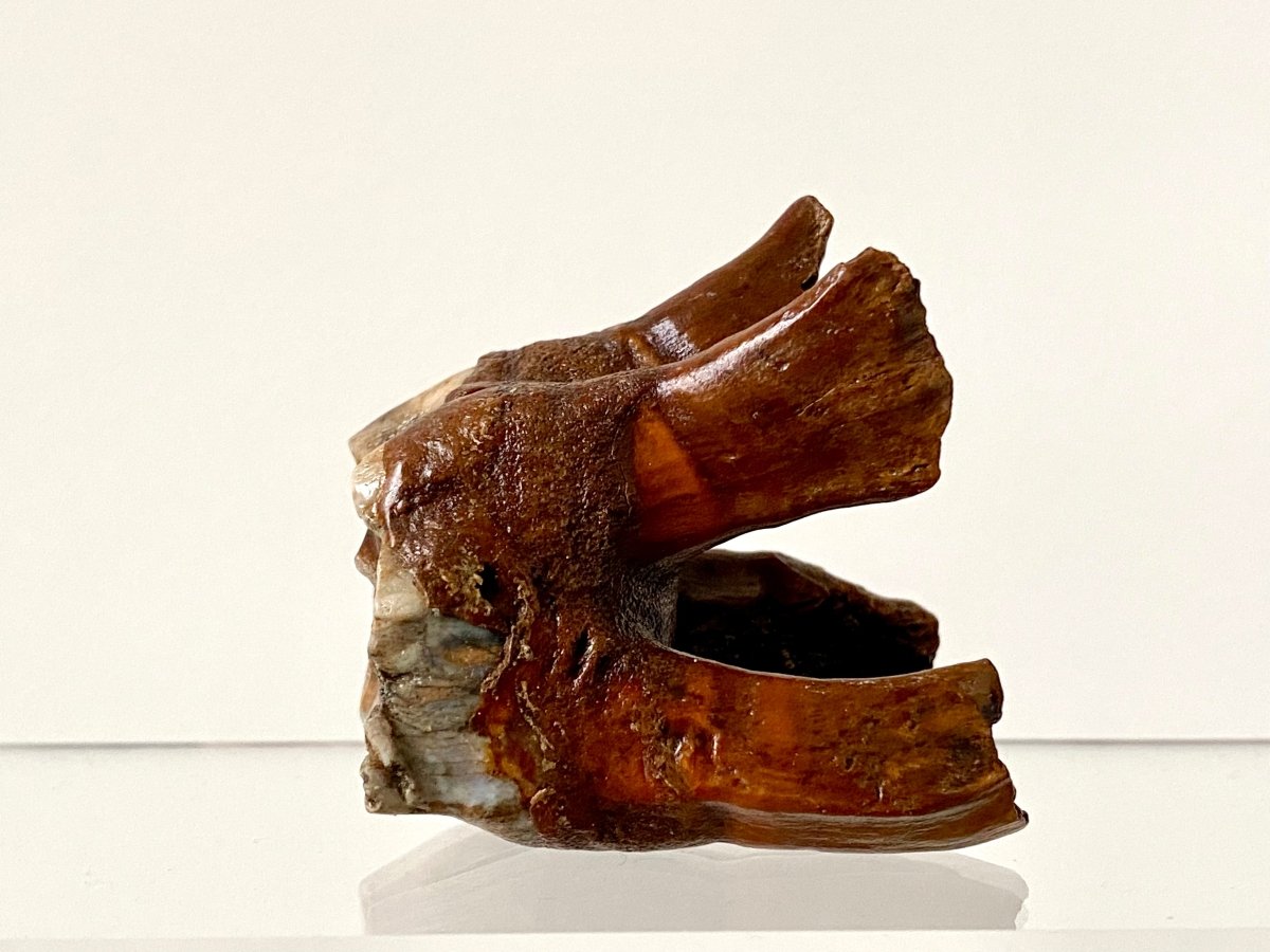 2.01" Coelodonta species Molar - FossilsAndMore
