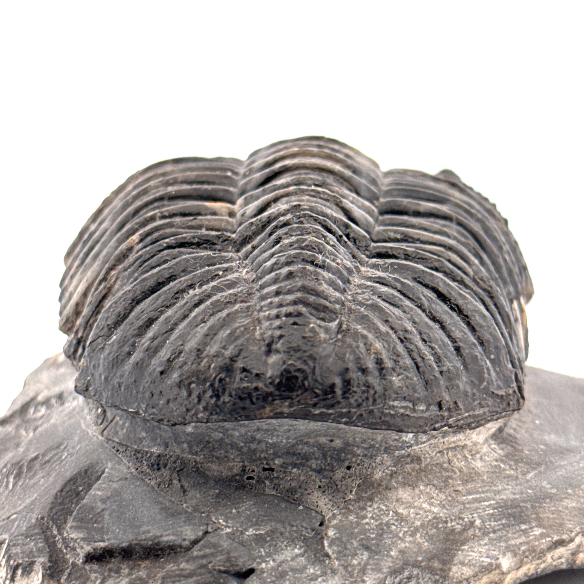 Drotops megalomanicus Trilobite Fossil from Morocco | 3.96"