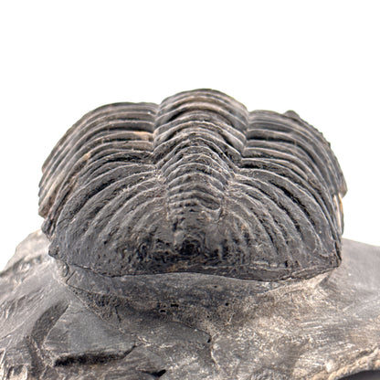 Drotops megalomanicus Trilobite Fossil from Morocco | 3.96"