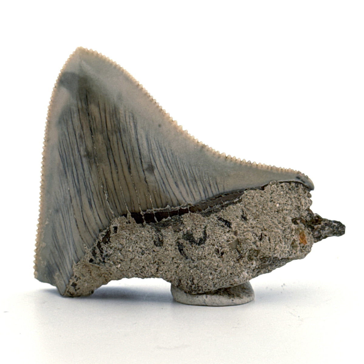 Megalodon Tandfragment uit Indonesië | 2,08 inch