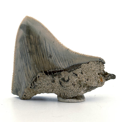 Megalodon Tandfragment uit Indonesië | 2,08 inch