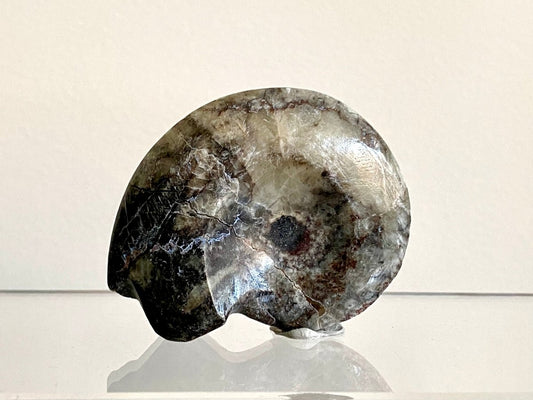 2.16” Devonian Goniatite fossil from Morocco - FossilsAndMore